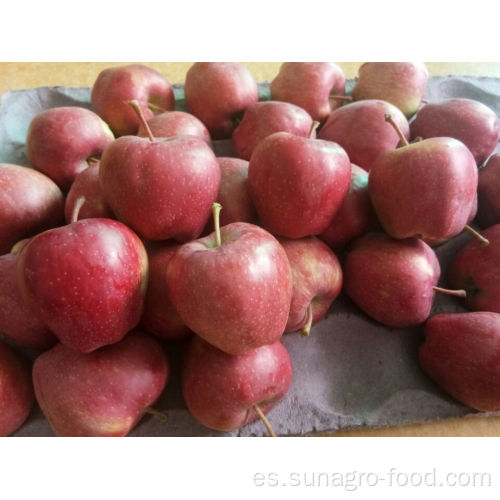 Manzanas rojas frescas jugosas dulces orgánicas para la exportación